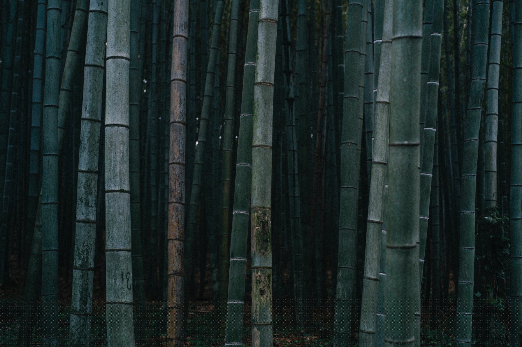 杭州植物园竹林近景，深色竹干之间透出微光