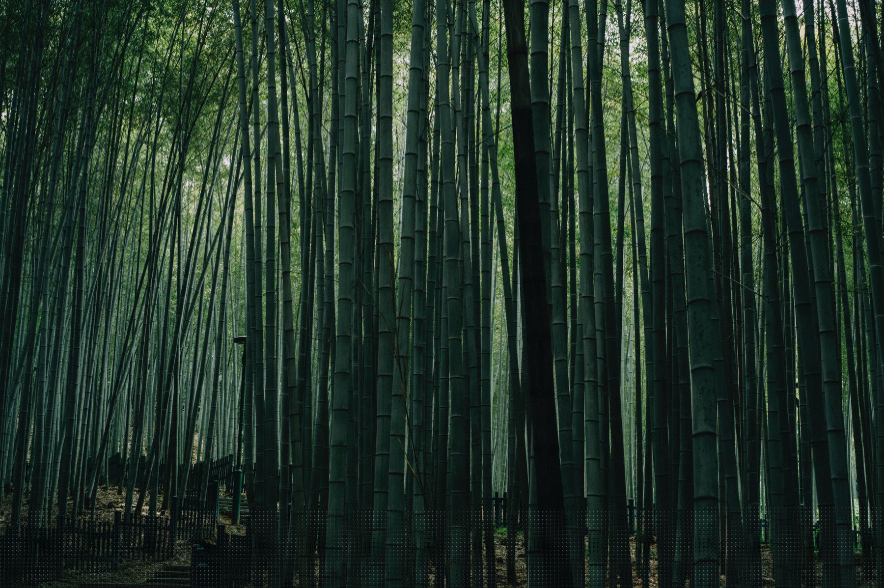 杭州植物园竹林，竹子向上延伸至林冠